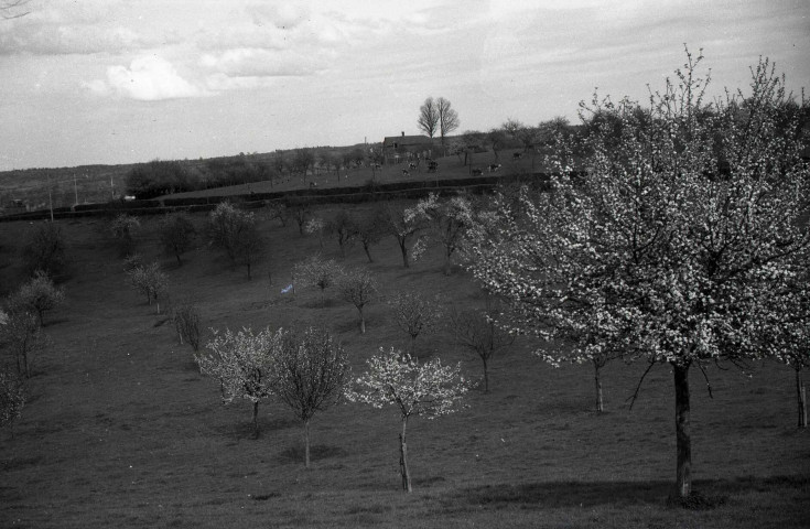 Livarot : ferme et pommiers (photos n°822 à 824)