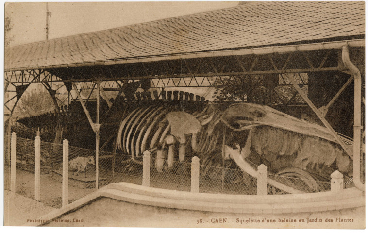Squelette de la Baleine de Luc (à Caen puis à Luc), Maison de la Baleine et Laboratoire de zoologie de l'Université de Caen à Luc (n°67 à 87)