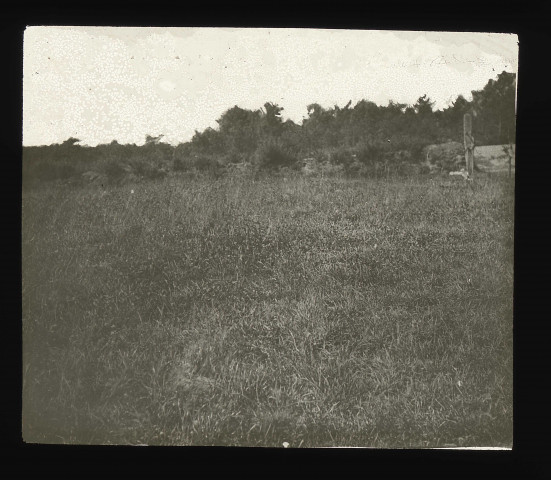 Photo 7 : prairie établie après défrichement de la lande et fumure aux scories Thomas Etoile. (N°) 19.