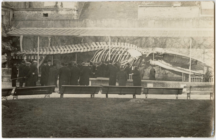 Squelette de la Baleine de Luc (à Caen puis à Luc), Maison de la Baleine et Laboratoire de zoologie de l'Université de Caen à Luc (n°67 à 87)